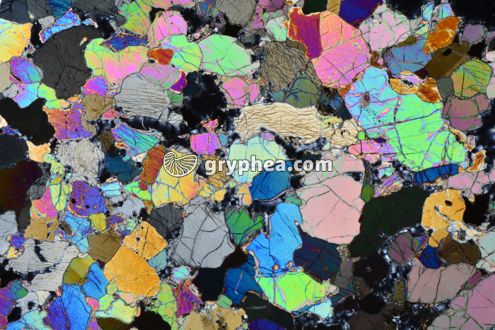 Péridotite LPA x3,5 - gryphea.com